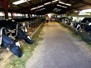 Dairy-Farm