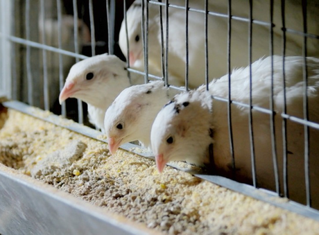 poultry feed.png